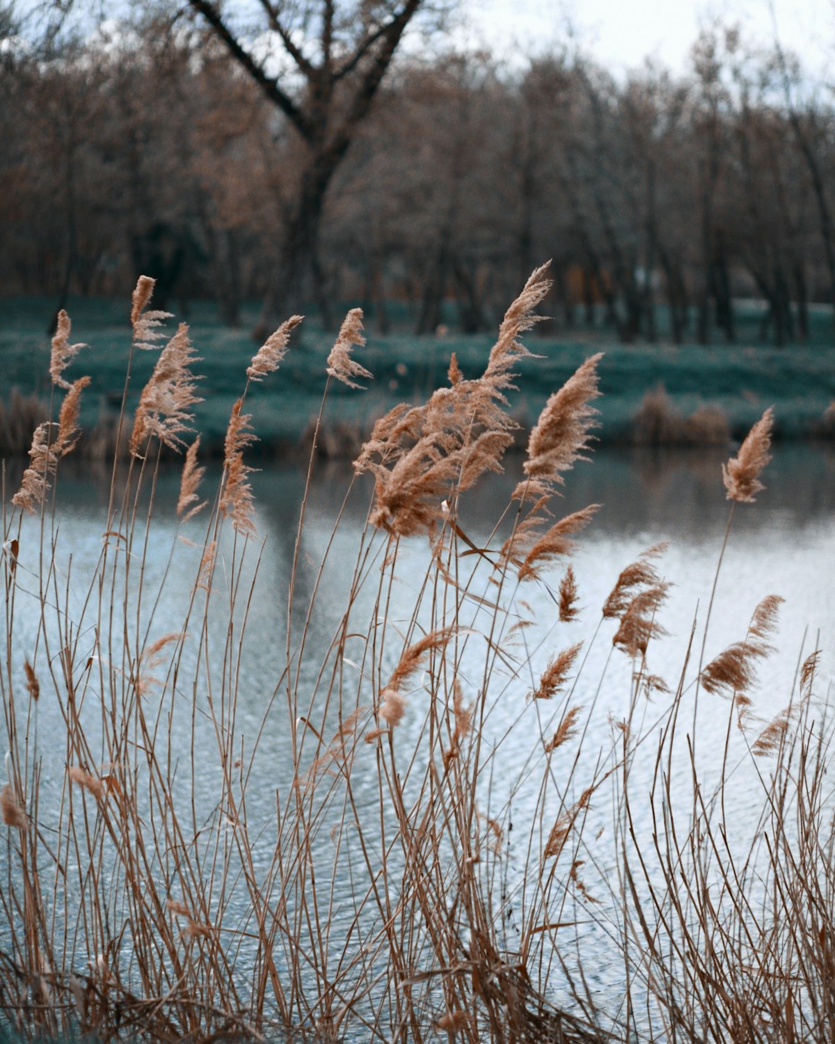 Platzhalter: Schilf am Wasser