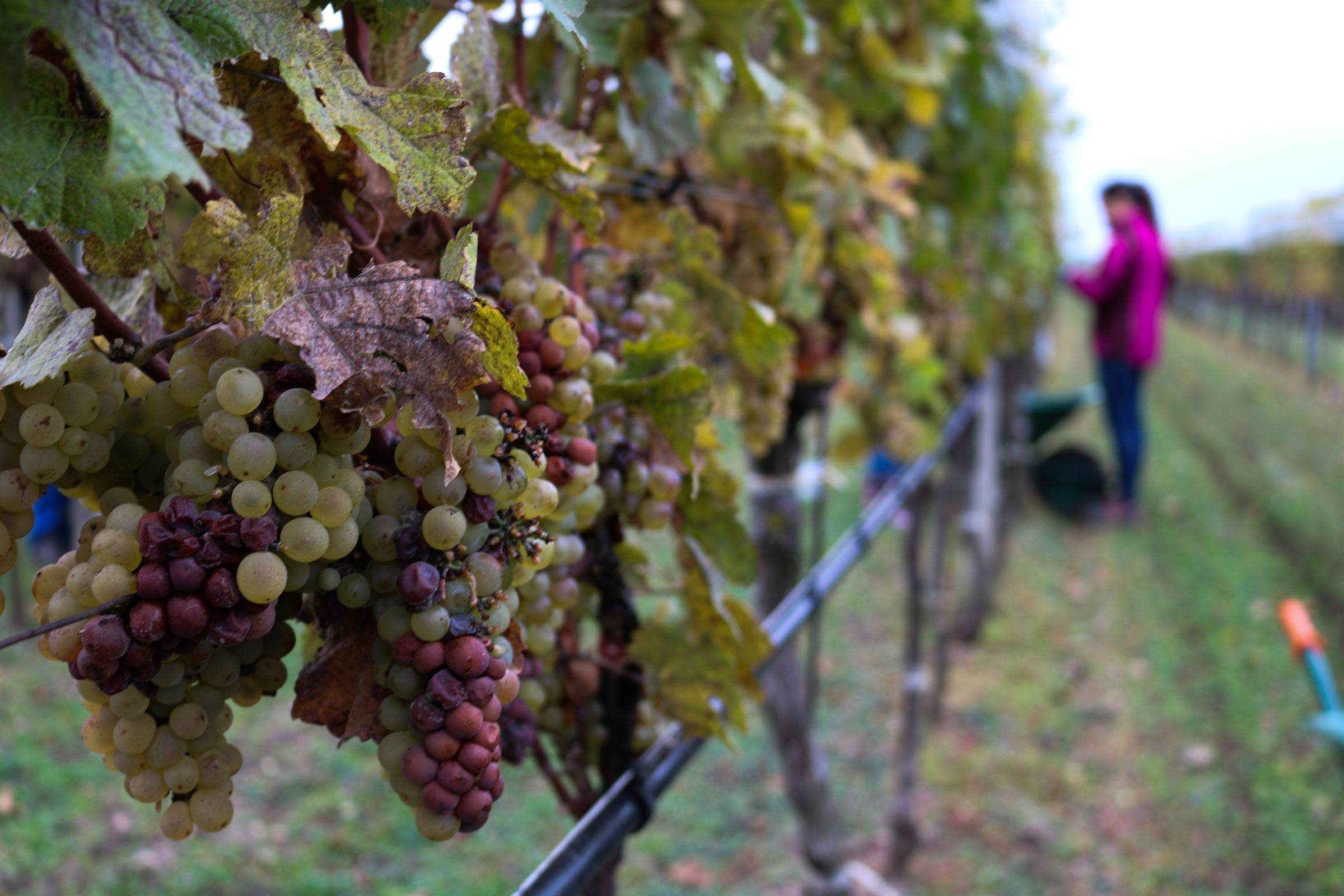 Süßweinlese: Edelfaule Trauben bei der Süßweinlese