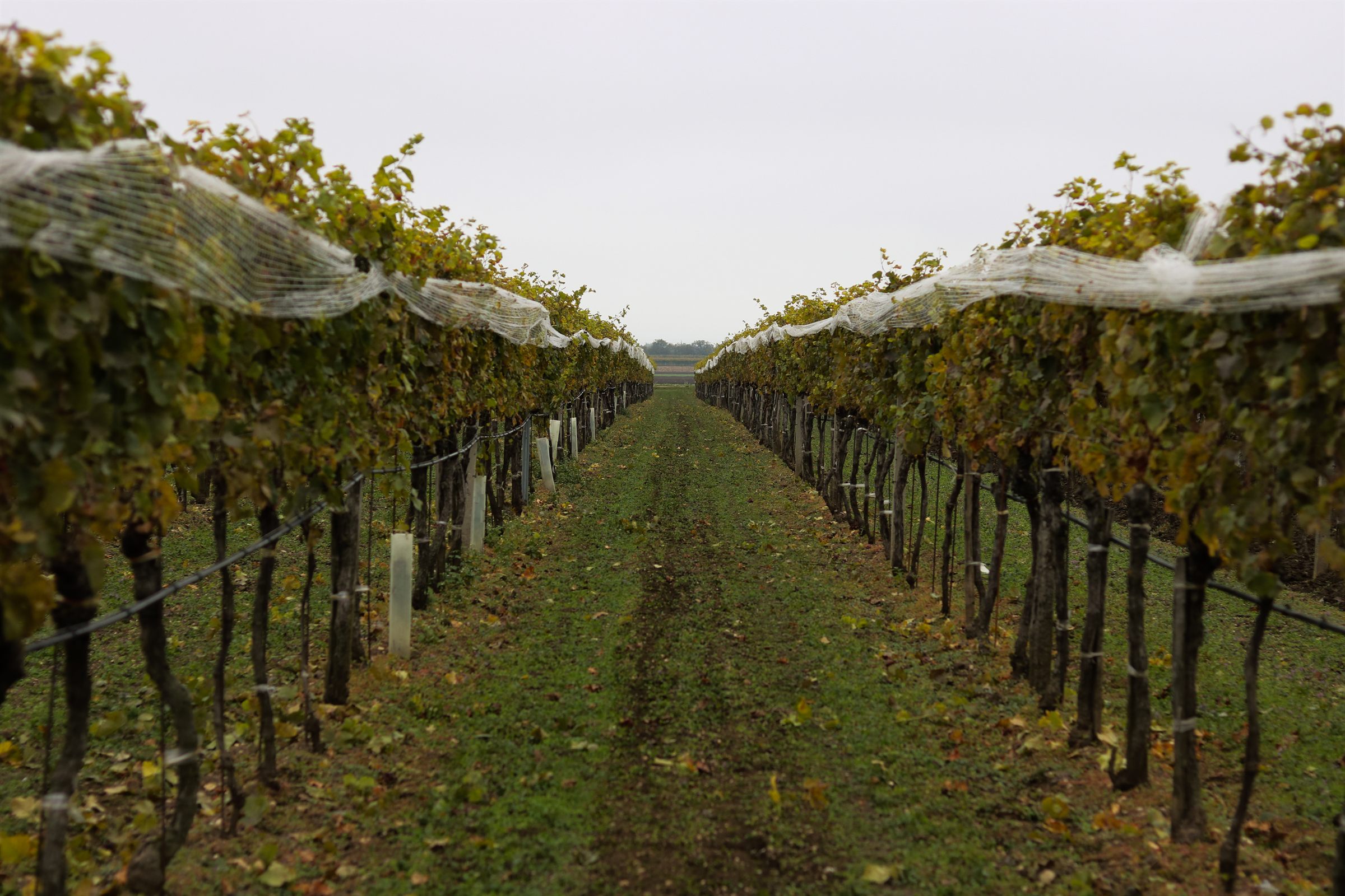 Süßweinlese: Rebzeilen mit Vogelschutznetz im Herbst