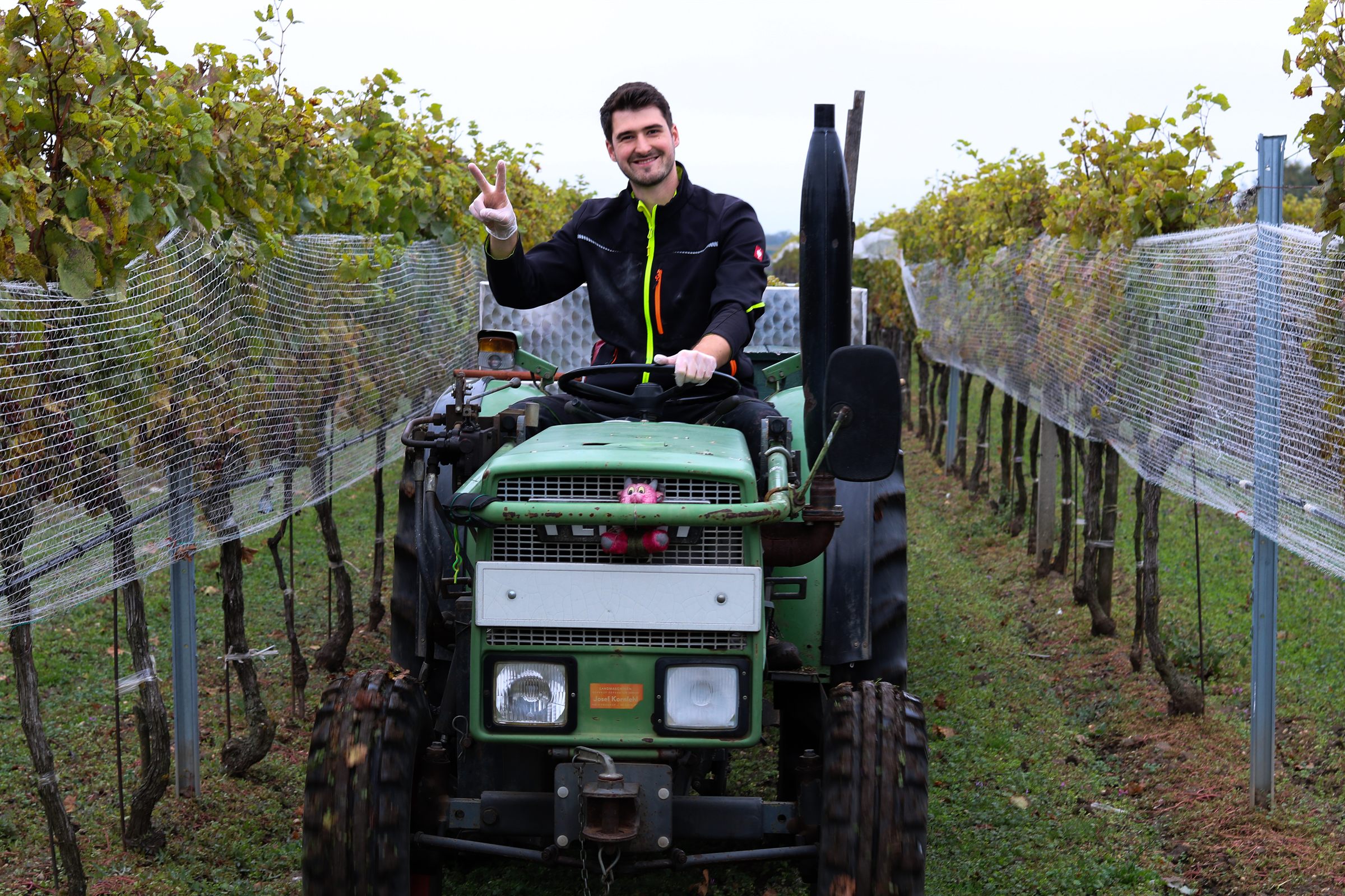 Süßweinlese: Mit dem Traktor im Weingarten